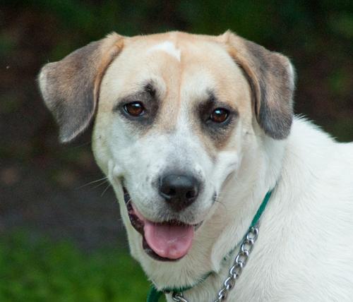 Rose the SoCo Lab Hound