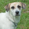 Rose the SoCo Lab Hound