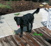 Smokey the SoCo Flat Coated Retriever Puppy