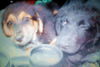 Smokey the SoCo Flat Coated Retriever Puppy