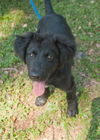 Smokey the SoCo Flat Coated Retriever Puppy
