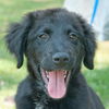 Smokey the SoCo Flat Coated Retriever Puppy