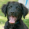 Smokey the SoCo Flat Coated Retriever Puppy