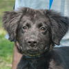 Smokey the SoCo Flat Coated Retriever Puppy
