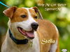 Stella the SoCo Fire Terrier