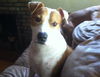 Stella the SoCo Fire Terrier