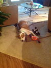 Stella the SoCo Fire Terrier