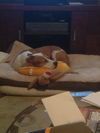 Stella the SoCo Fire Terrier
