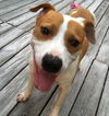 Stella the SoCo Fire Terrier