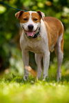Stella the SoCo Fire Terrier