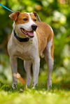 Stella the SoCo Fire Terrier