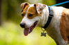 Stella the SoCo Fire Terrier