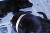 Georgia  the SoCo Fire Lab Mamma