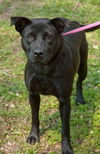 Georgia  the SoCo Fire Lab Mamma