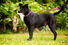 Georgia  the SoCo Fire Lab Mamma