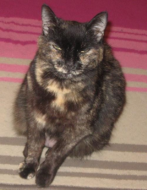 Lucy the Super Affectionate Girl