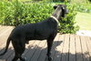 Harley the Great Dane