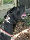 Harley the Great Dane