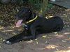 Harley the Great Dane