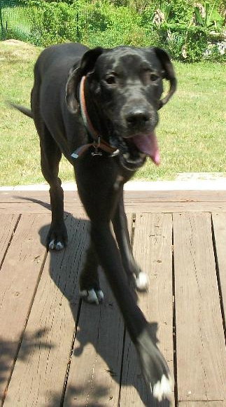 Harley the Great Dane