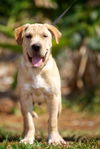 Raisin the Lab Puppy