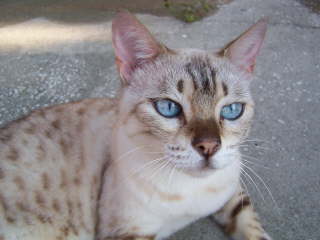 Meowmeow DECLAWED