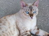 Meowmeow DECLAWED