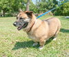 Happy the Corgi Shephard