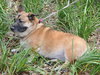 Happy the Corgi Shephard