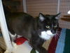 Ziti the Declawed Lap-Lover