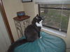 Ziti the Declawed Lap-Lover