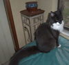 Ziti the Declawed Lap-Lover