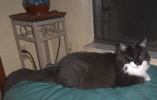 Ziti the Declawed Lap-Lover