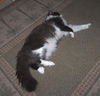 Ziti the Declawed Lap-Lover