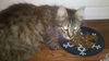 Maggie the Maine Coon Mama