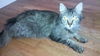Maggie the Maine Coon Mama