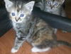 Allie the Kitten