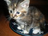 Allie the Kitten