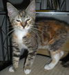Allie the Kitten