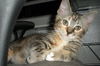 Allie the Kitten