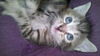 Ellie the Kitten