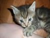 Ellie the Kitten