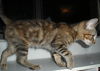 Ellie the Kitten