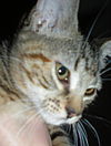 Ellie the Kitten