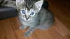 Meeka the Kitten
