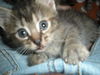 Meeka the Kitten