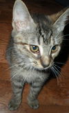 Meeka the Kitten