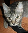 Meeka the Kitten