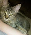 Meeka the Kitten