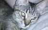 Meeka the Kitten